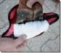 Preview: Medical Hoofslipper, available in 4 sizes