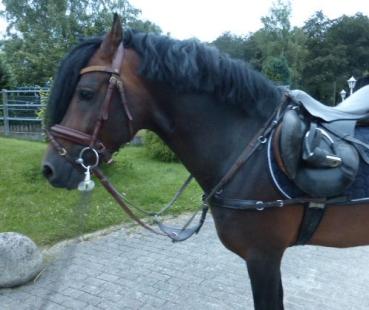 5 Point Breastplate  „W&S“ (Wide & Safe) for Ponies